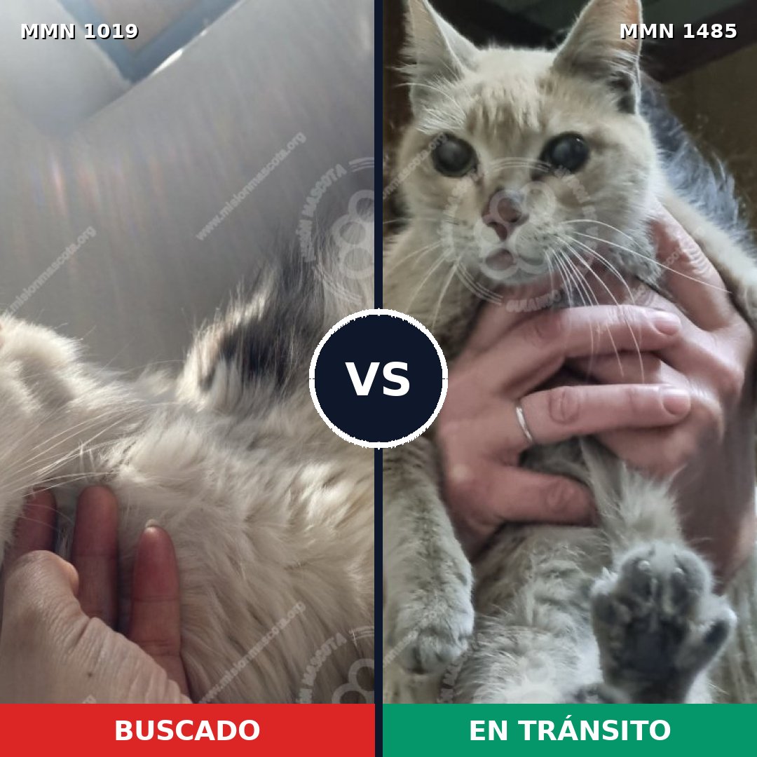 Comparativa MMS 26110: mascota perdida y mascota encontrada, 45% de similitud