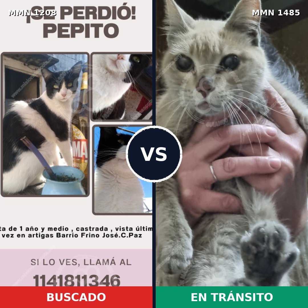 Comparativa MMS 26111: mascota perdida y mascota encontrada, 50% de similitud