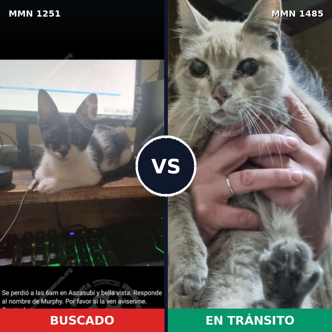 Comparativa MMS 26112: mascota perdida y mascota encontrada, 61% de similitud