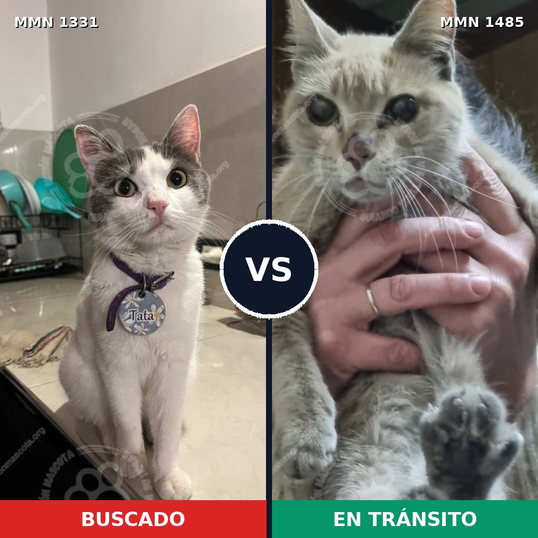 Comparativa MMS 26114: mascota perdida y mascota encontrada, 76% de similitud