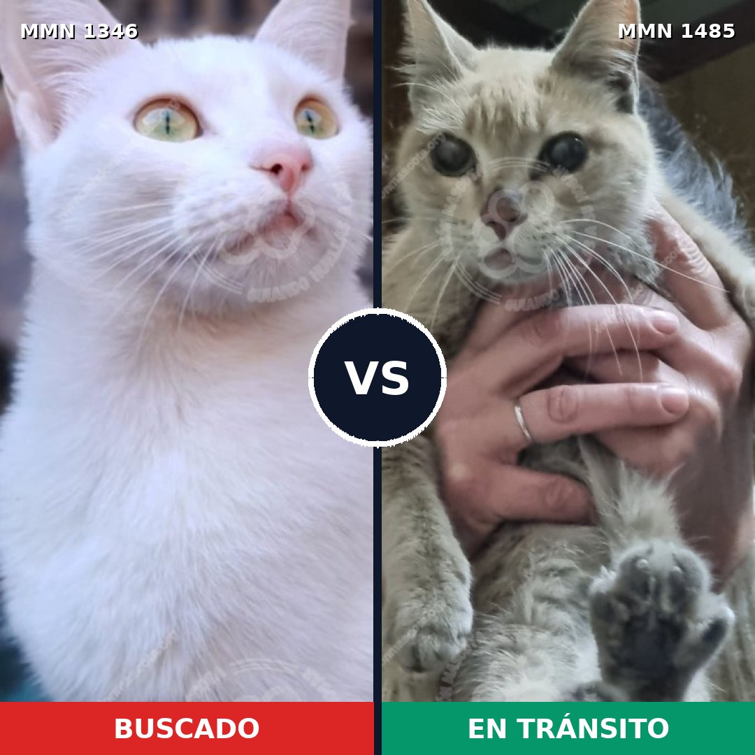Comparativa MMS 26116: mascota perdida y mascota encontrada, 54% de similitud