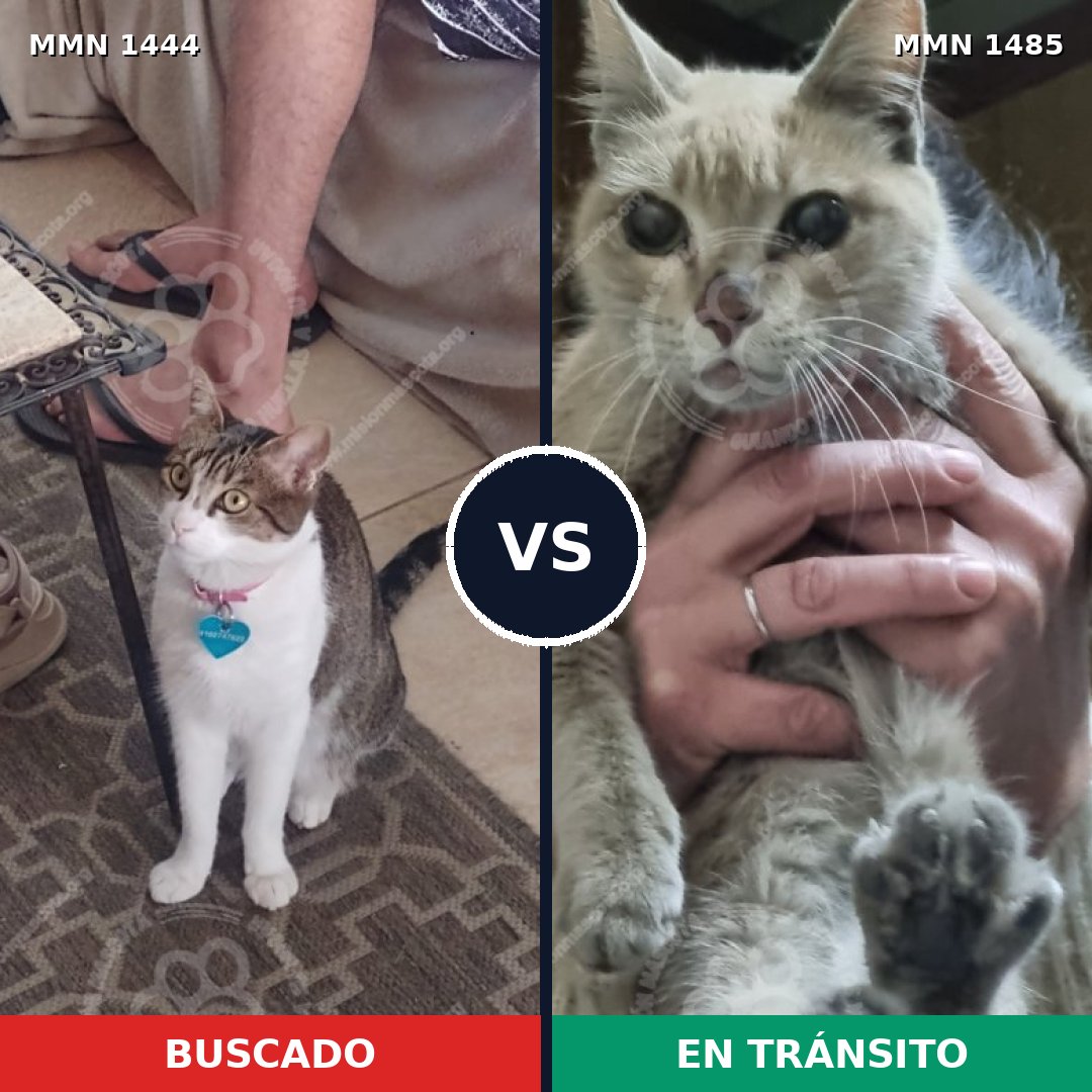 Comparativa MMS 26118: mascota perdida y mascota encontrada, 59% de similitud