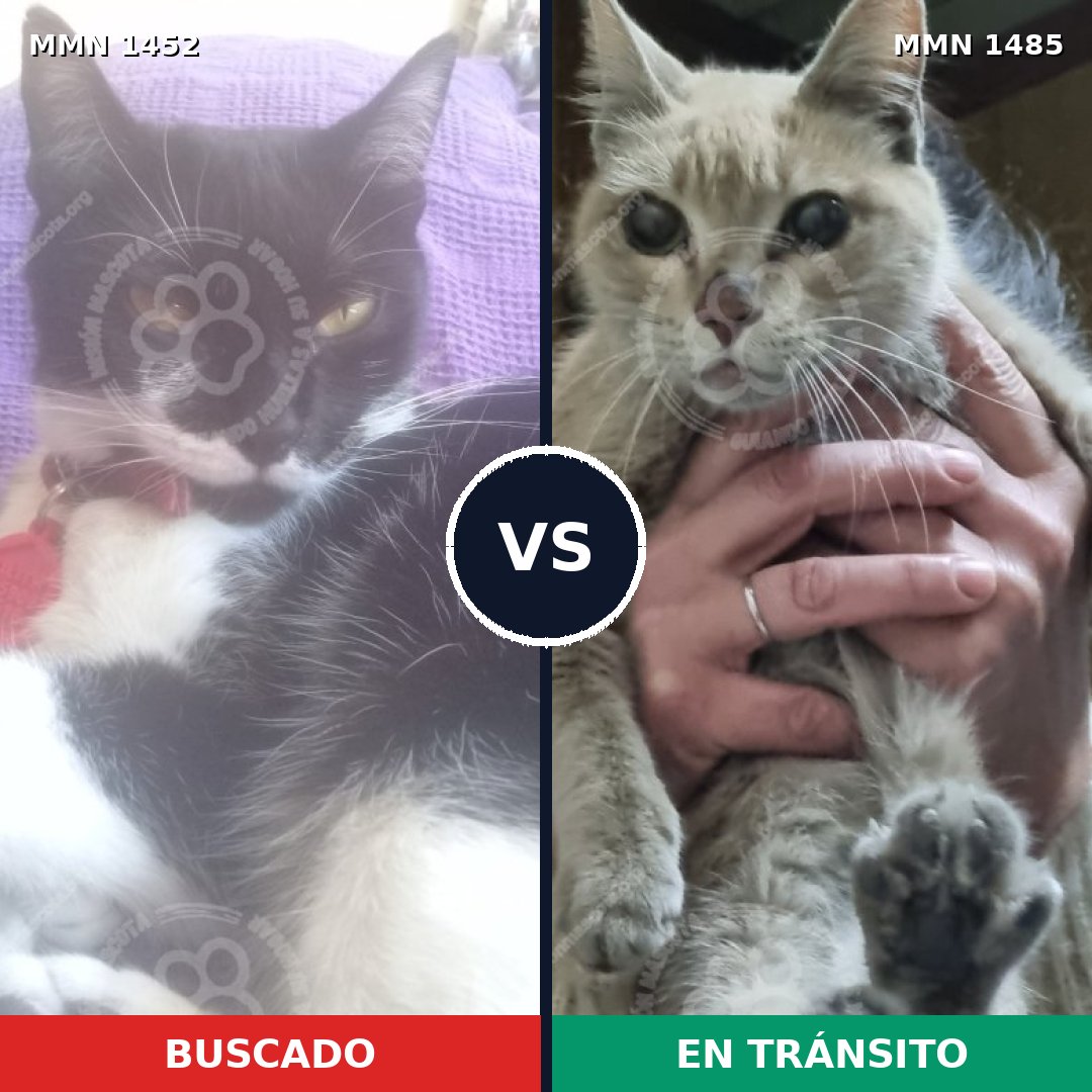 Comparativa MMS 26120: mascota perdida y mascota encontrada, 60% de similitud