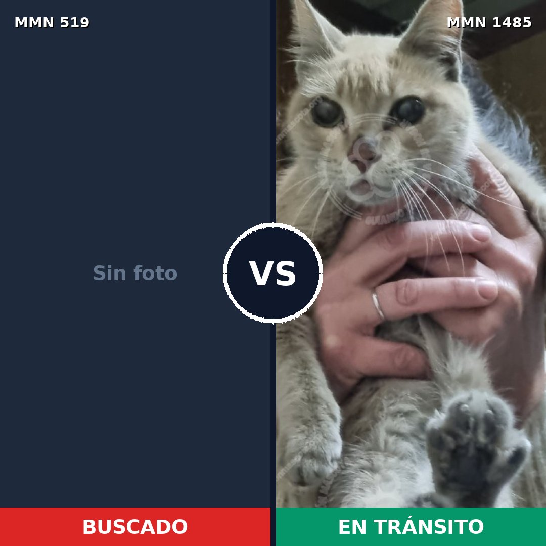 Comparativa MMS 26122: mascota perdida y mascota encontrada, 36% de similitud