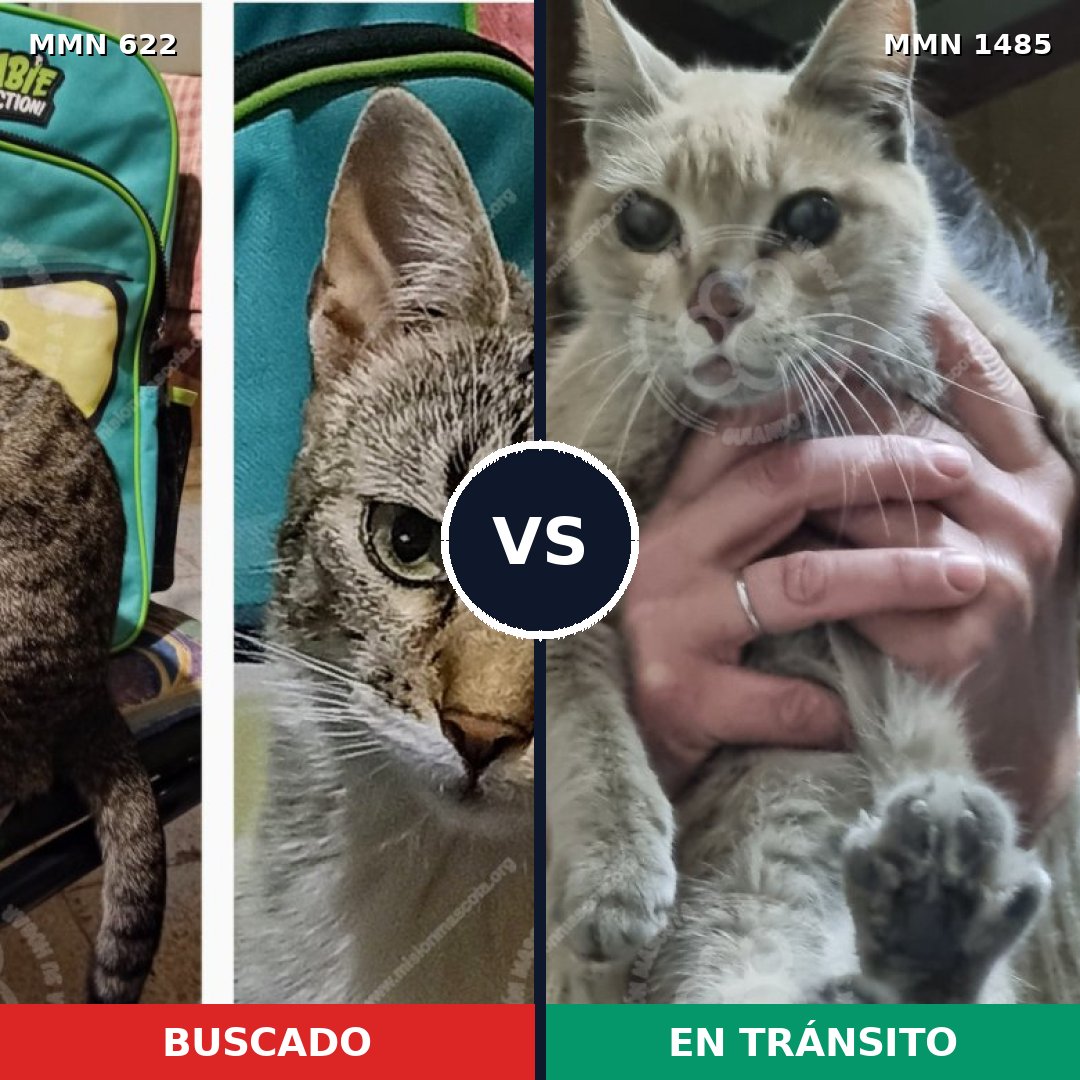 Comparativa MMS 26125: mascota perdida y mascota encontrada, 30% de similitud