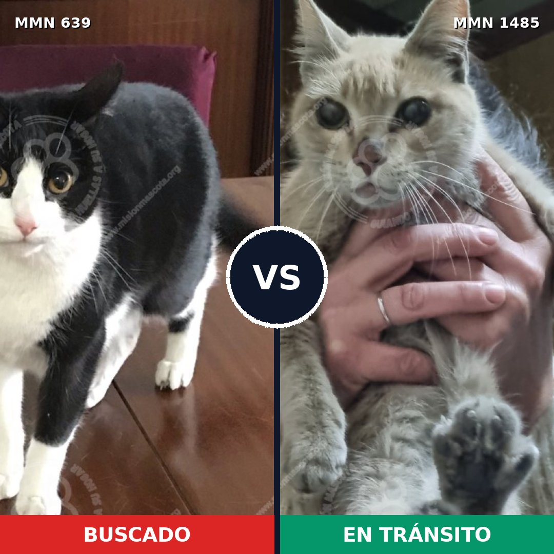 Comparativa MMS 26126: mascota perdida y mascota encontrada, 46% de similitud