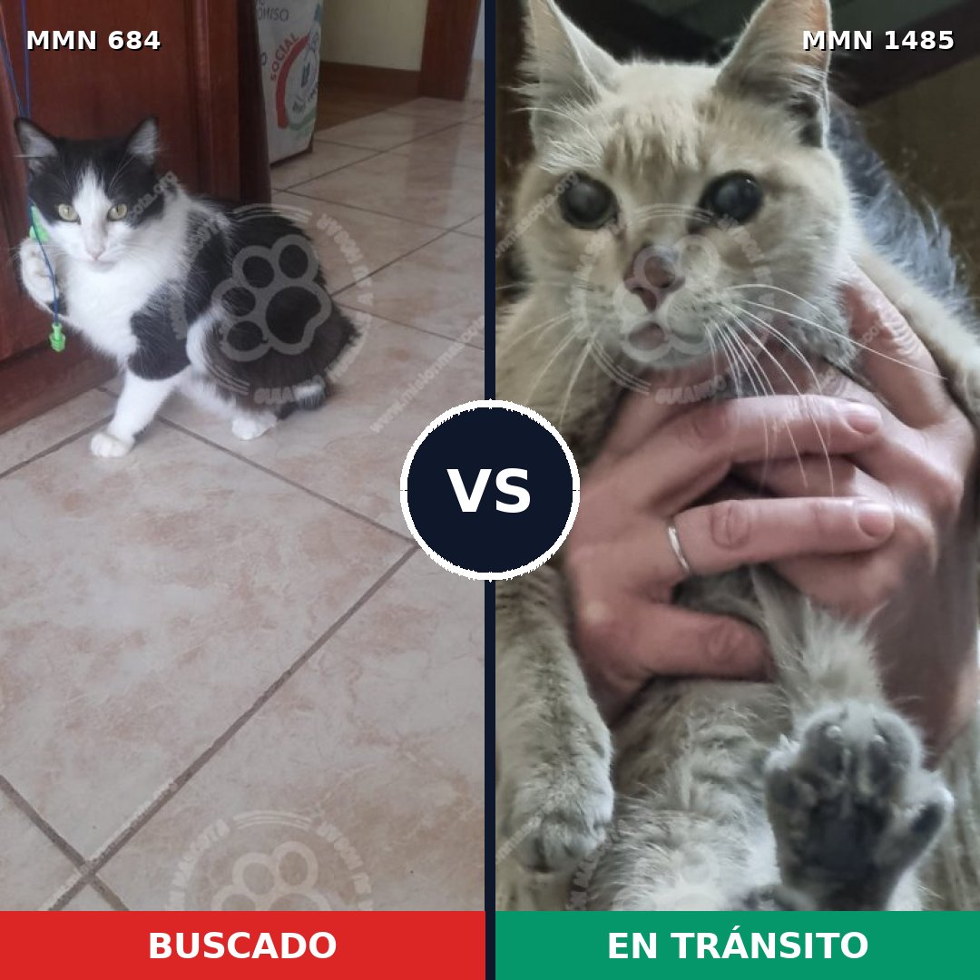 Comparativa MMS 26127: mascota perdida y mascota encontrada, 37% de similitud