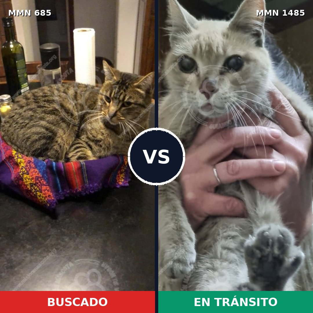 Comparativa MMS 26128: mascota perdida y mascota encontrada, 33% de similitud