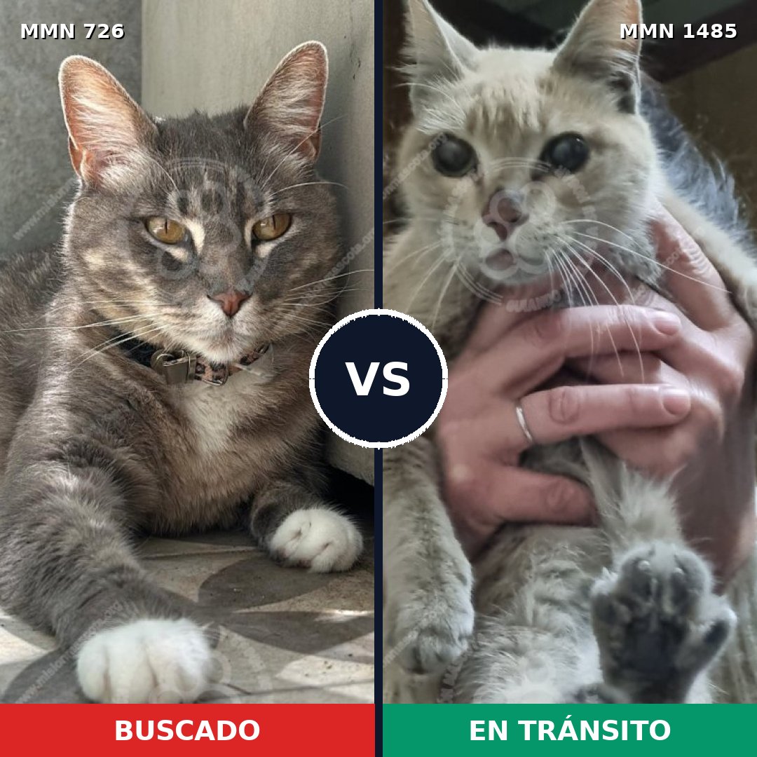 Comparativa MMS 26129: mascota perdida y mascota encontrada, 44% de similitud