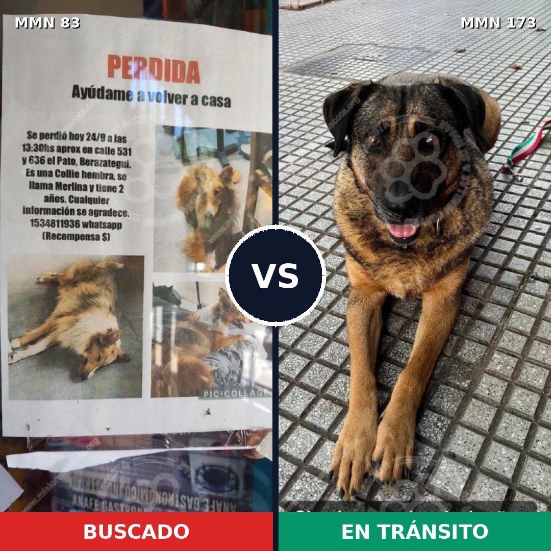 Comparativa MMS 2613: mascota perdida y mascota encontrada, 62% de similitud