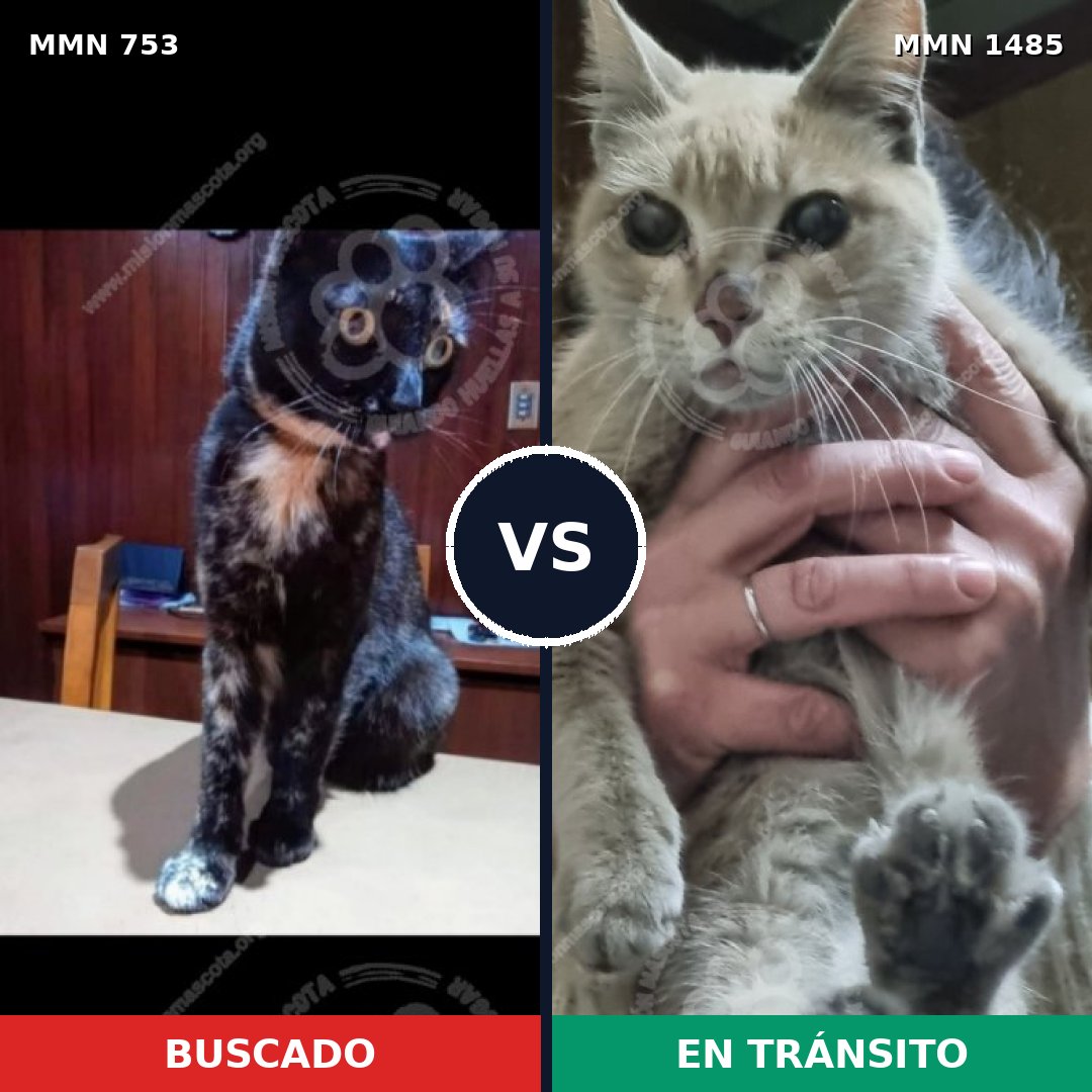 Comparativa MMS 26130: mascota perdida y mascota encontrada, 46% de similitud