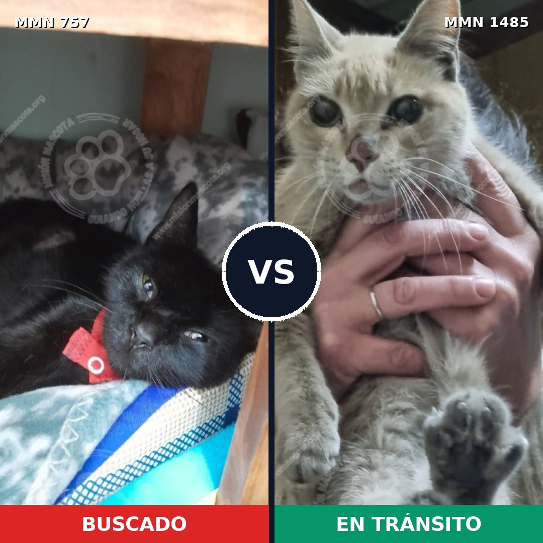 Comparativa MMS 26131: mascota perdida y mascota encontrada, 30% de similitud
