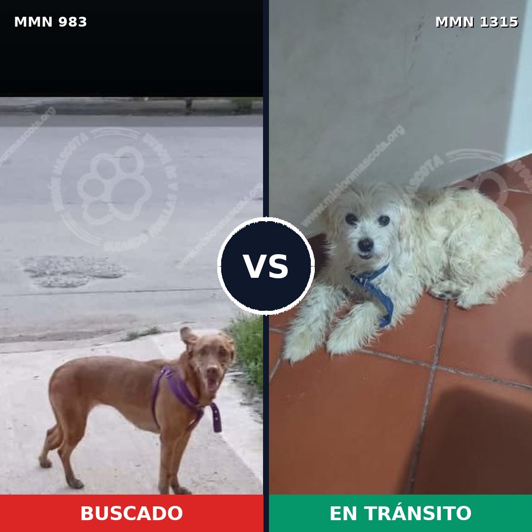 Comparativa MMS 26132: mascota perdida y mascota encontrada, 45% de similitud