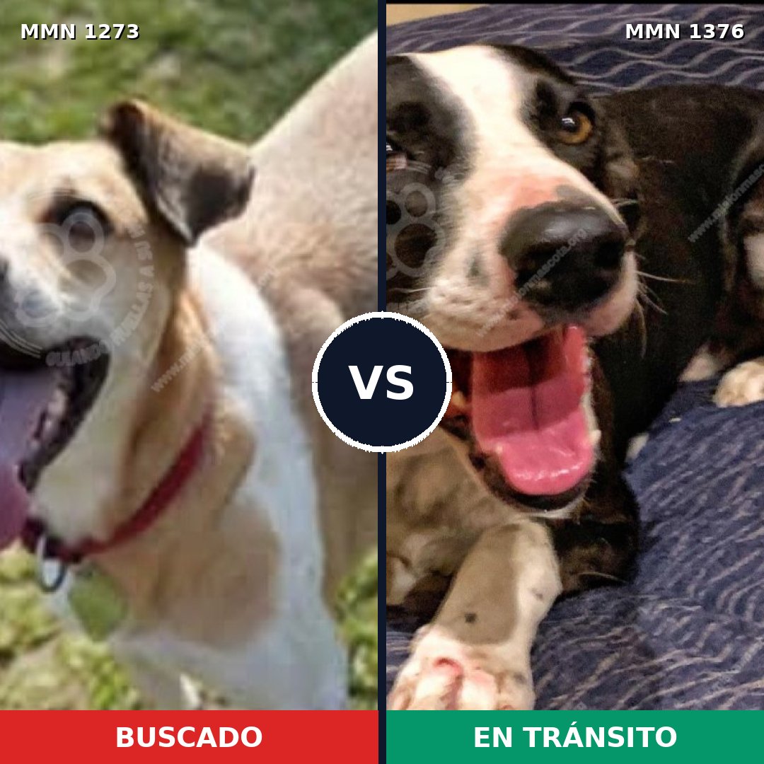 Comparativa MMS 26135: mascota perdida y mascota encontrada, 61% de similitud