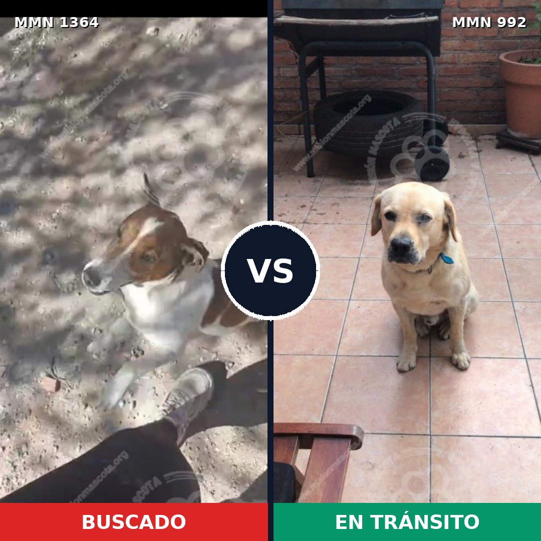 Comparativa MMS 26136: mascota perdida y mascota encontrada, 28% de similitud