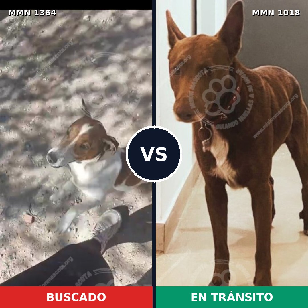 Comparativa MMS 26137: mascota perdida y mascota encontrada, 42% de similitud