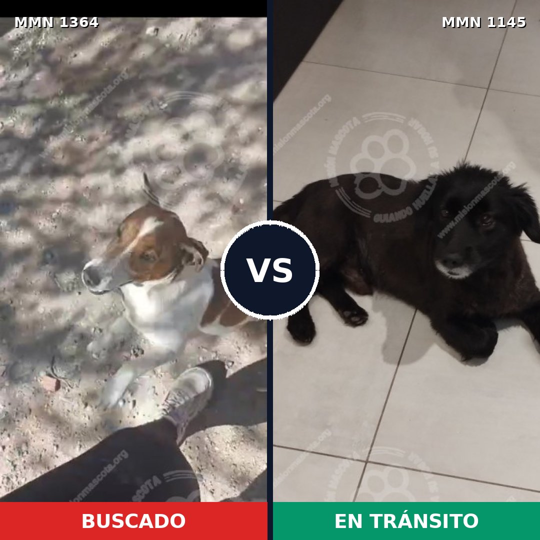 Comparativa MMS 26139: mascota perdida y mascota encontrada, 39% de similitud