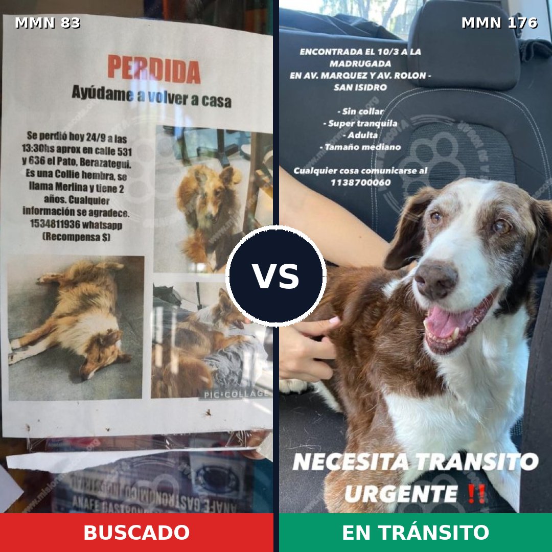 Comparativa MMS 2614: mascota perdida y mascota encontrada, 11% de similitud