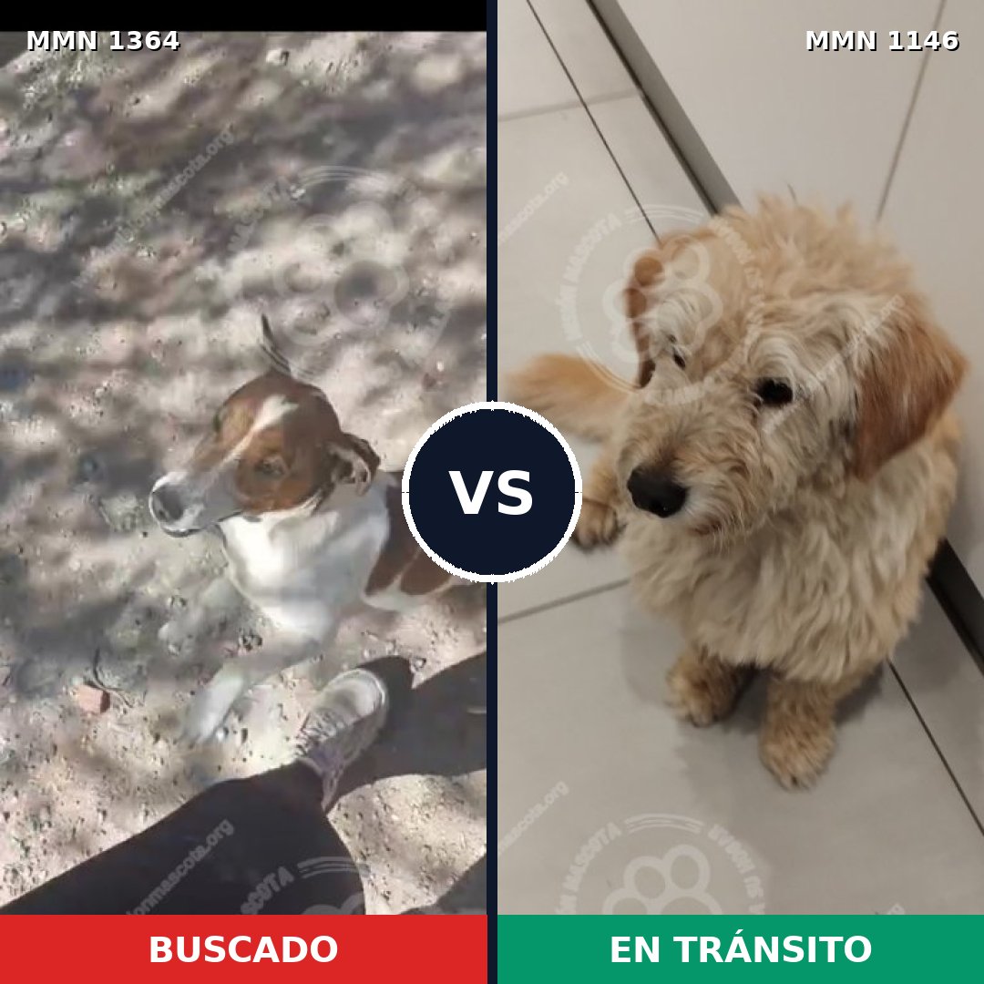 Comparativa MMS 26140: mascota perdida y mascota encontrada, 30% de similitud