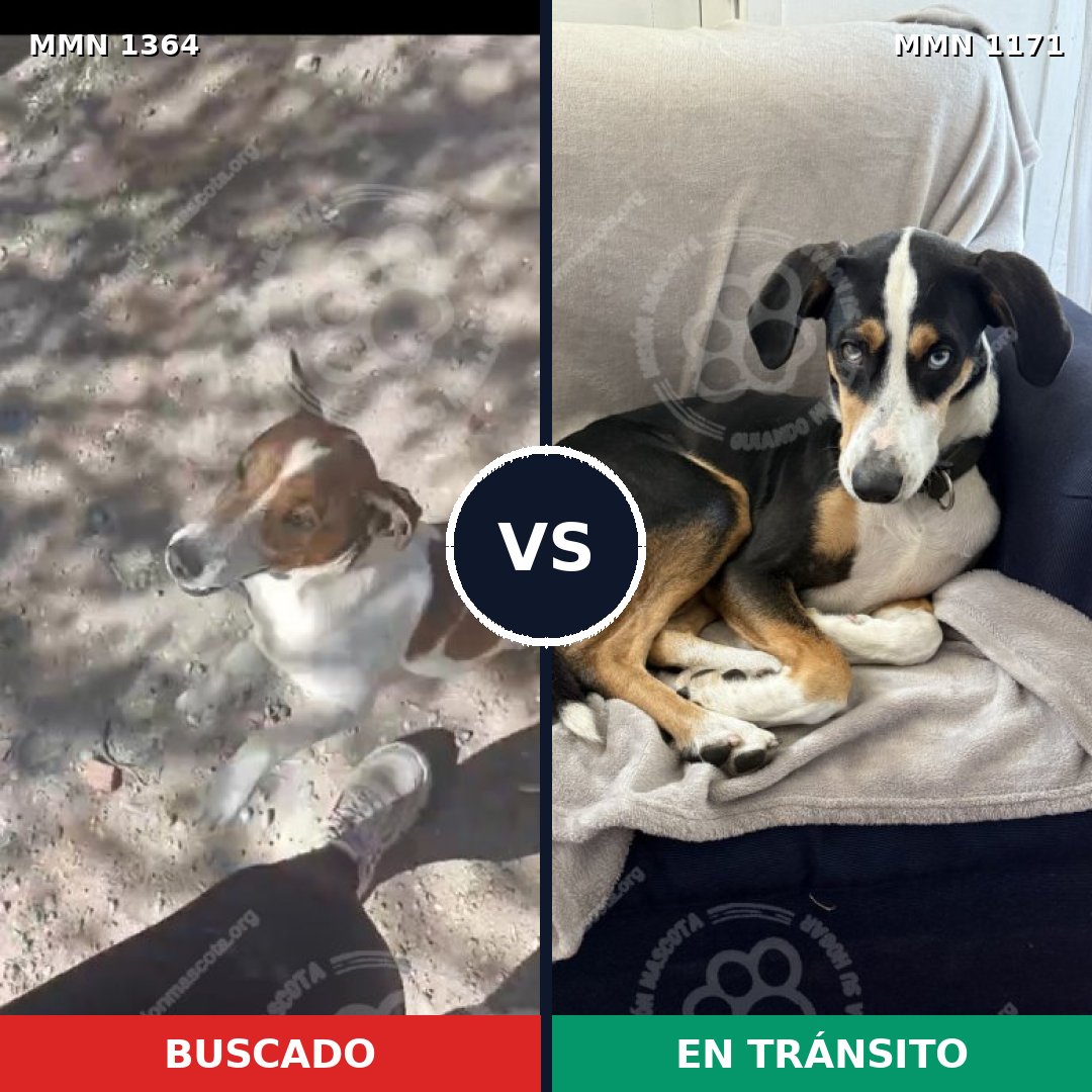 Comparativa MMS 26141: mascota perdida y mascota encontrada, 36% de similitud