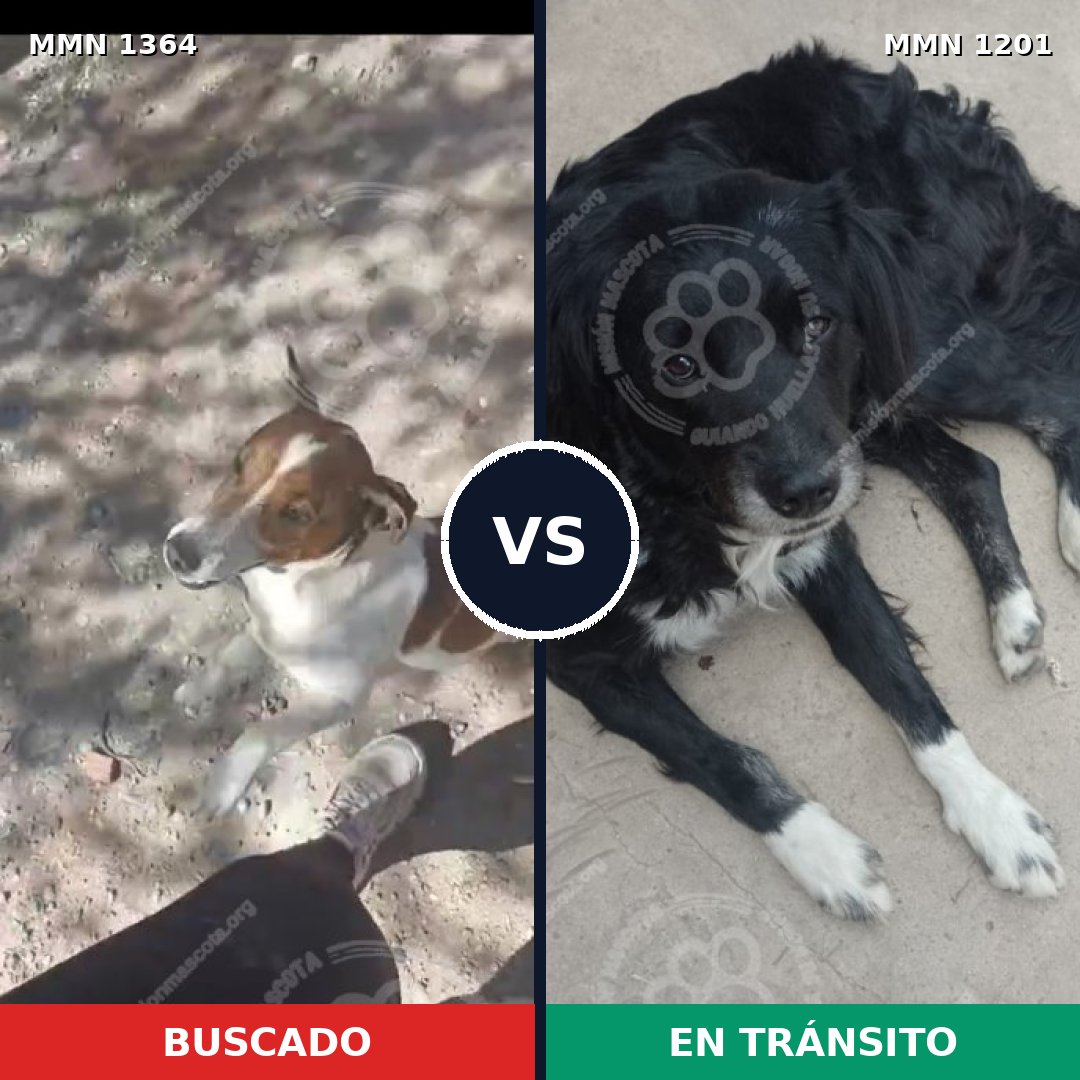 Comparativa MMS 26143: mascota perdida y mascota encontrada, 28% de similitud
