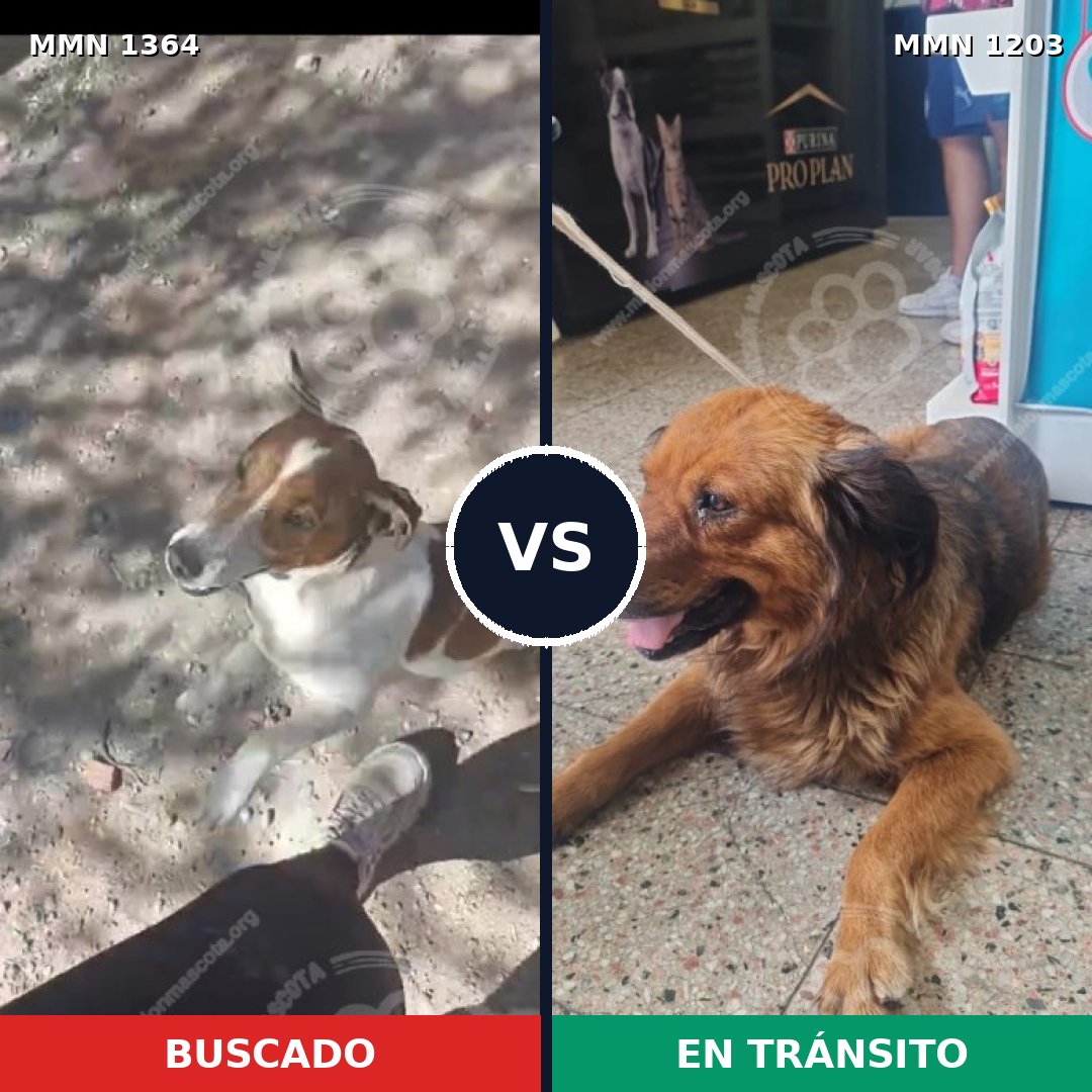 Comparativa MMS 26144: mascota perdida y mascota encontrada, 30% de similitud