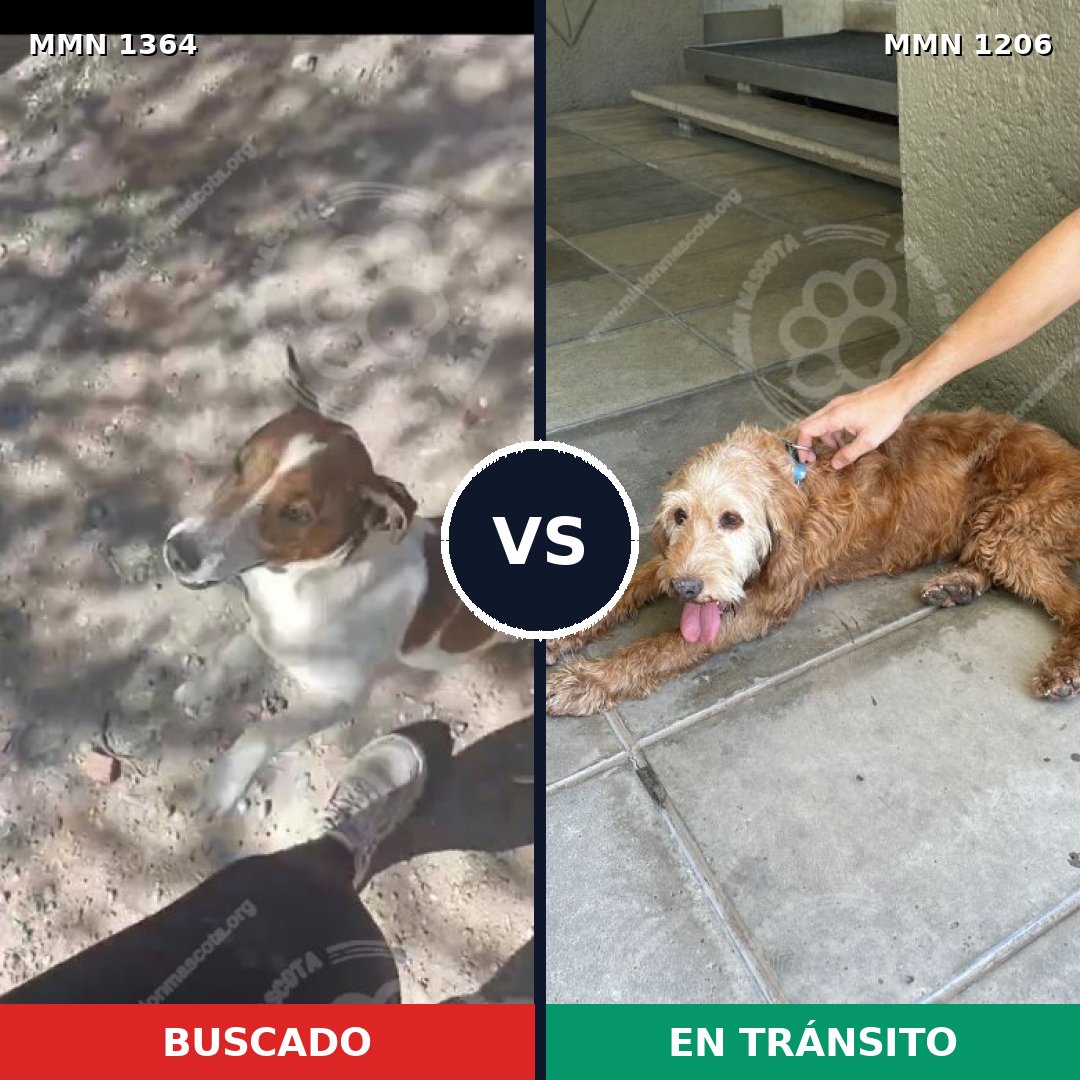 Comparativa MMS 26145: mascota perdida y mascota encontrada, 36% de similitud
