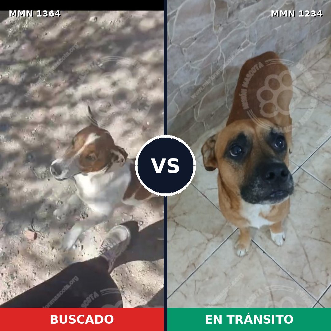 Comparativa MMS 26147: mascota perdida y mascota encontrada, 29% de similitud