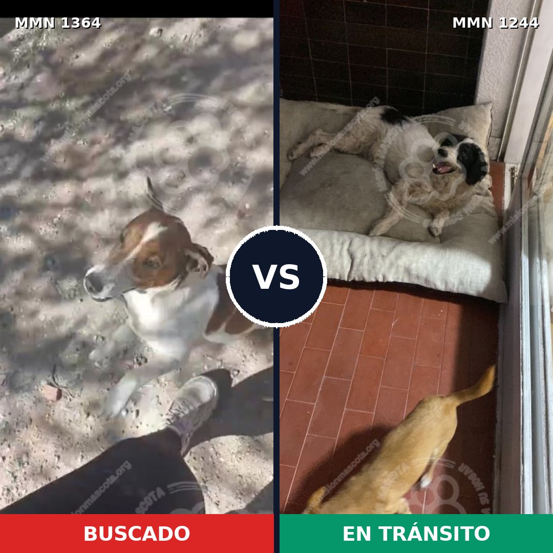 Comparativa MMS 26149: mascota perdida y mascota encontrada, 41% de similitud