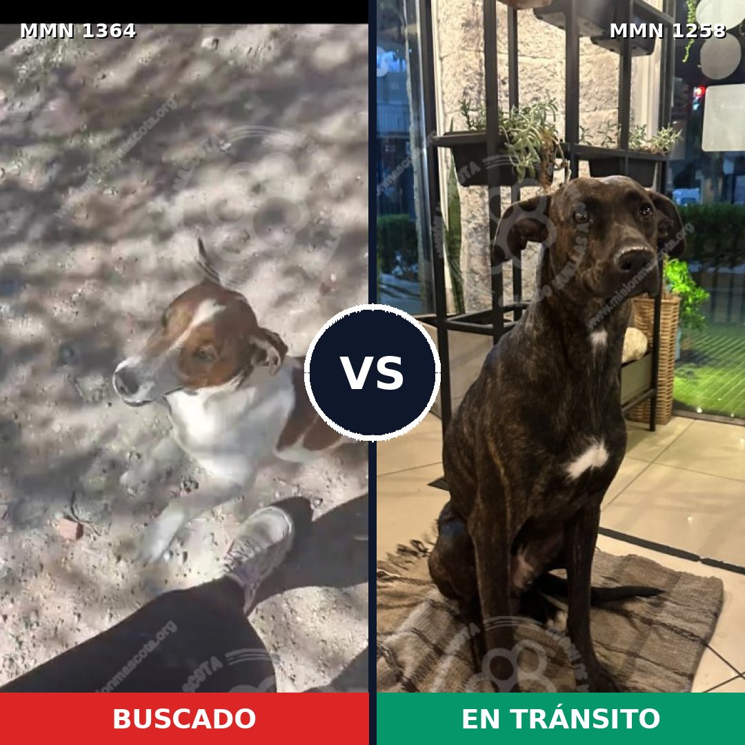 Comparativa MMS 26150: mascota perdida y mascota encontrada, 36% de similitud
