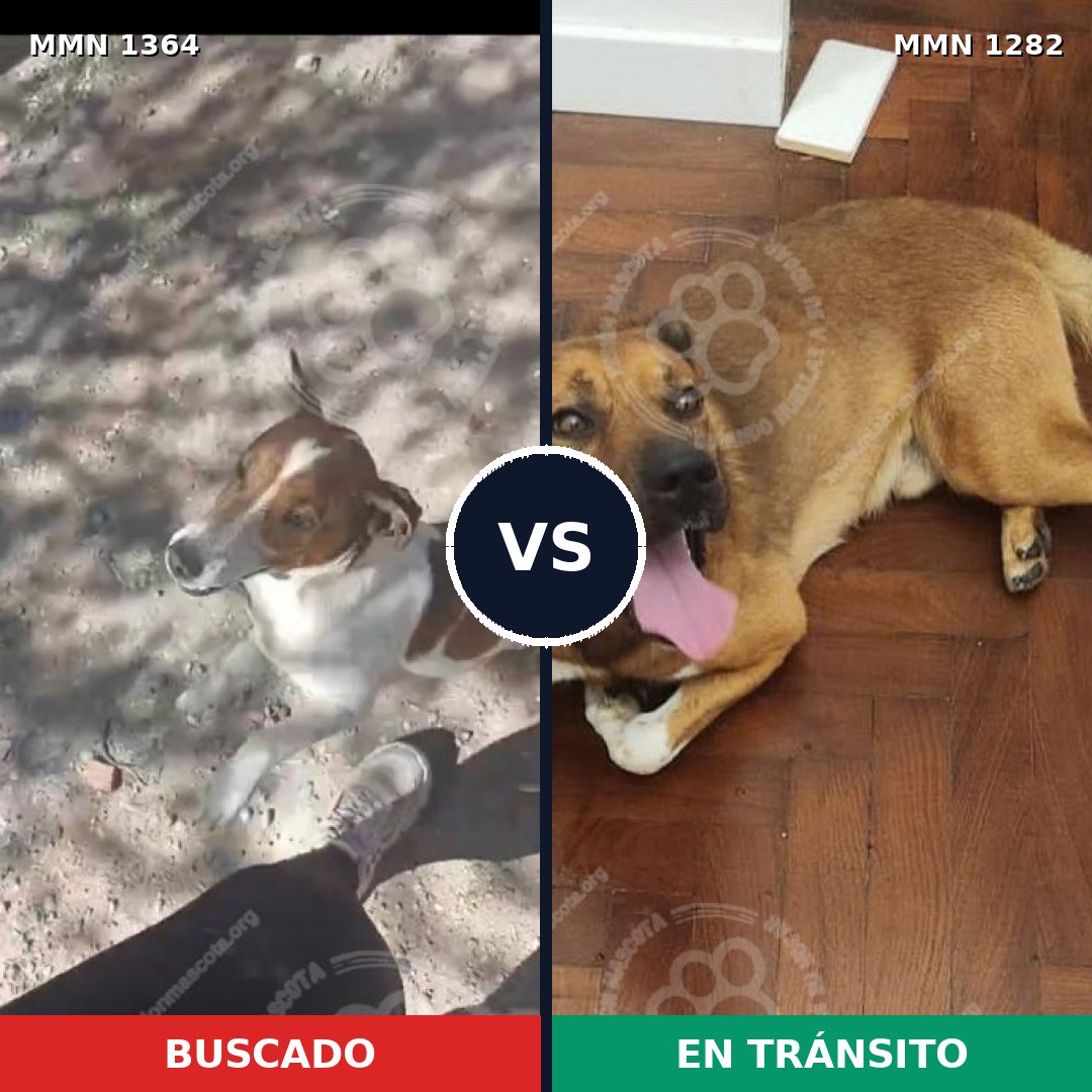 Comparativa MMS 26152: mascota perdida y mascota encontrada, 39% de similitud