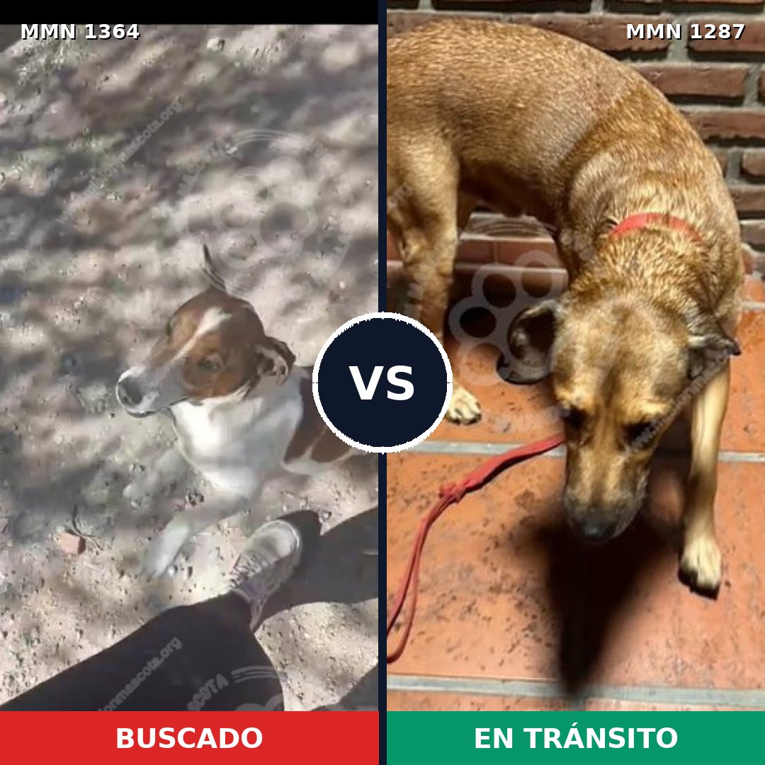 Comparativa MMS 26153: mascota perdida y mascota encontrada, 27% de similitud