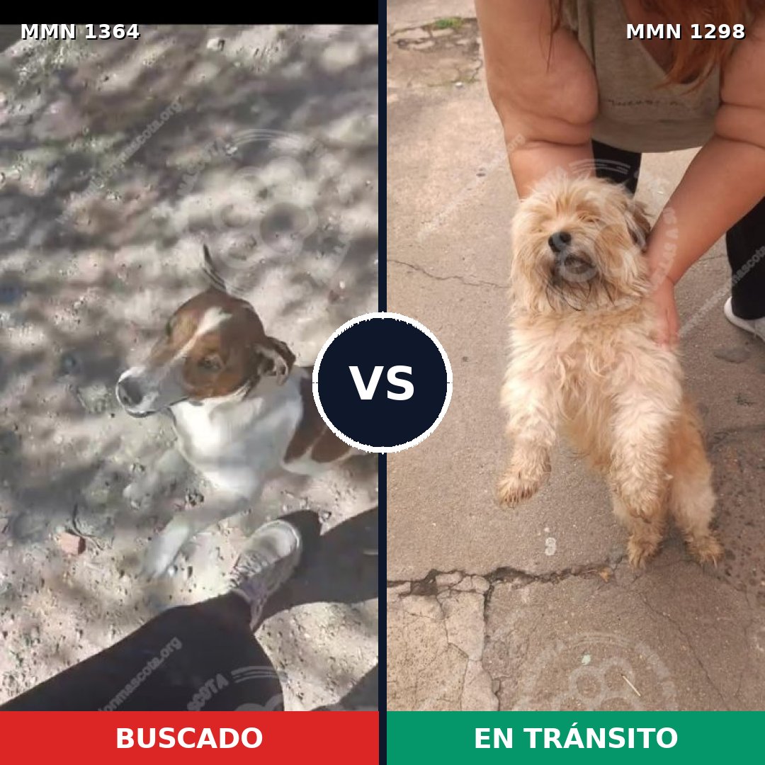 Comparativa MMS 26154: mascota perdida y mascota encontrada, 45% de similitud