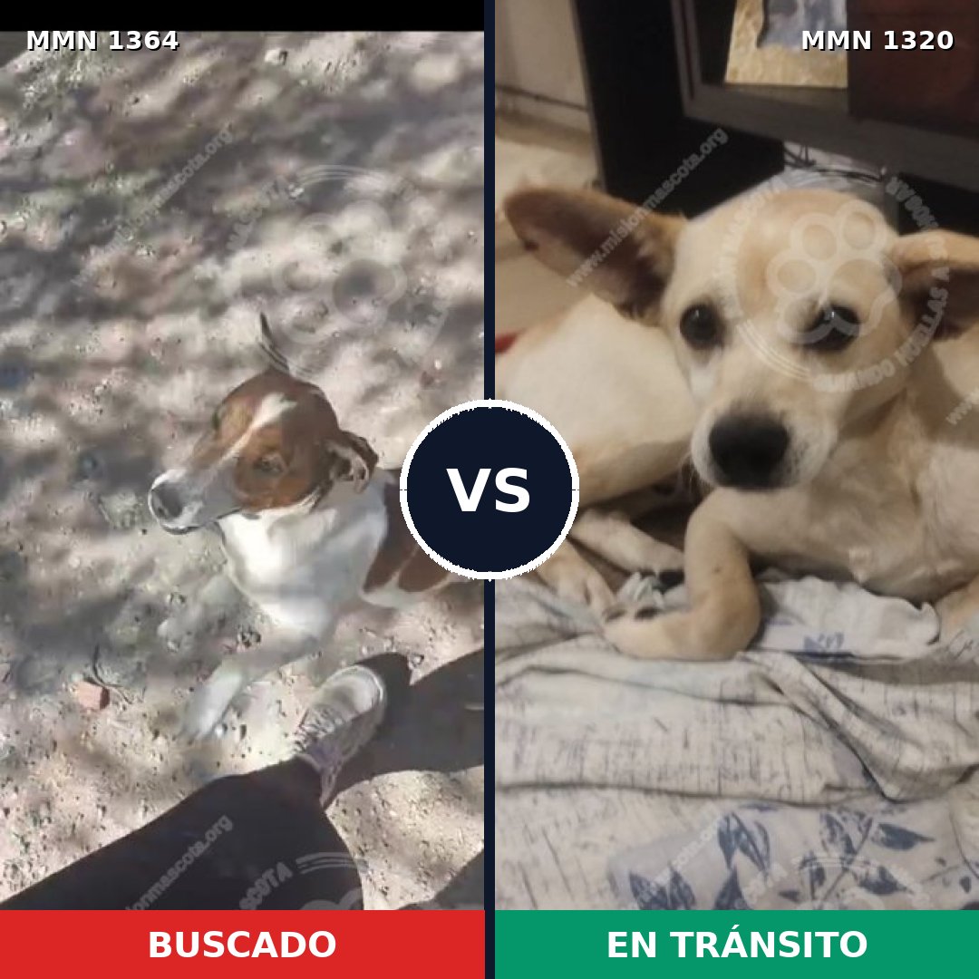 Comparativa MMS 26156: mascota perdida y mascota encontrada, 38% de similitud