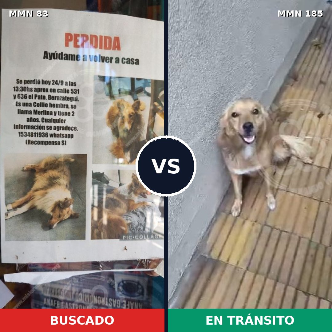 Comparativa MMS 2616: mascota perdida y mascota encontrada, 10% de similitud