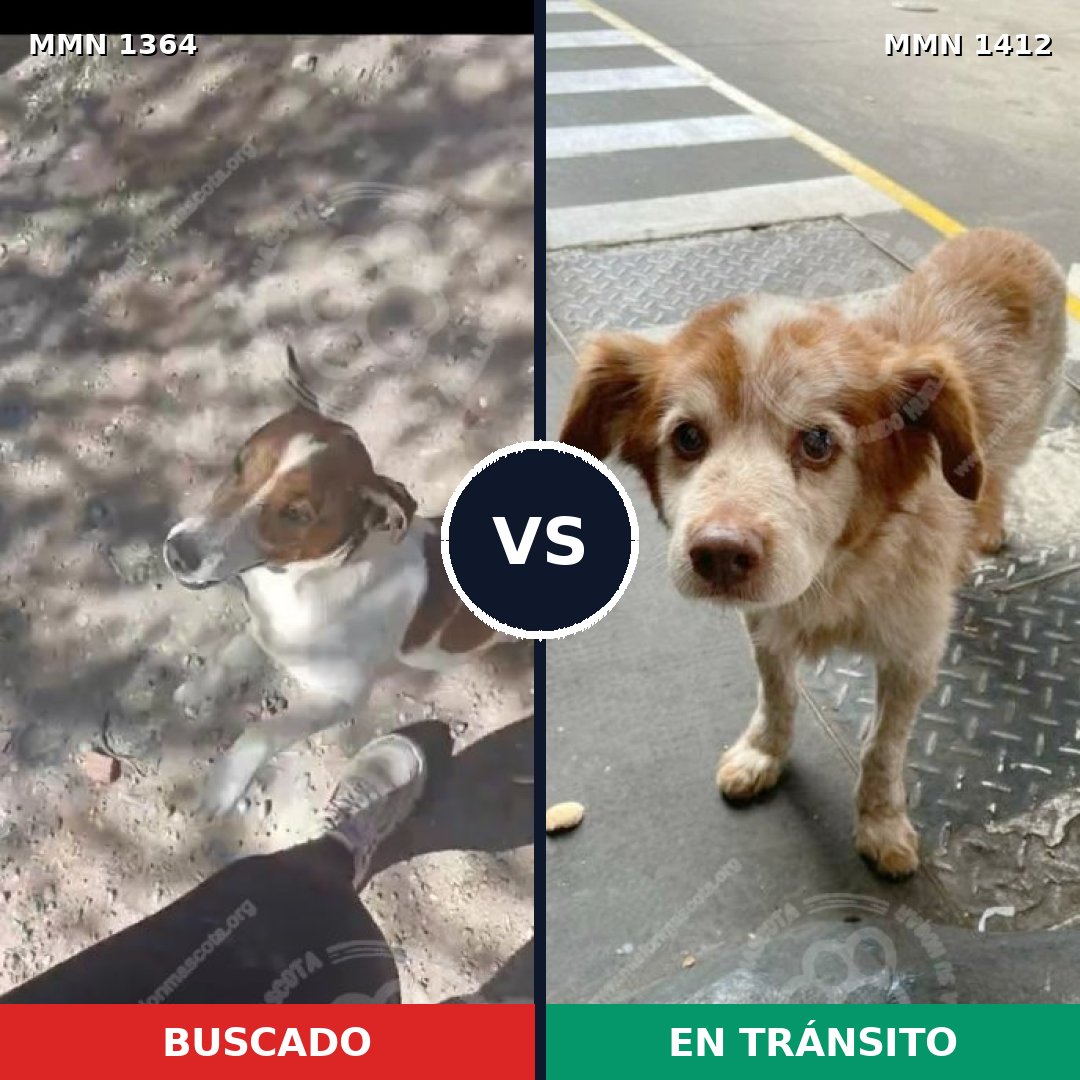 Comparativa MMS 26160: mascota perdida y mascota encontrada, 44% de similitud