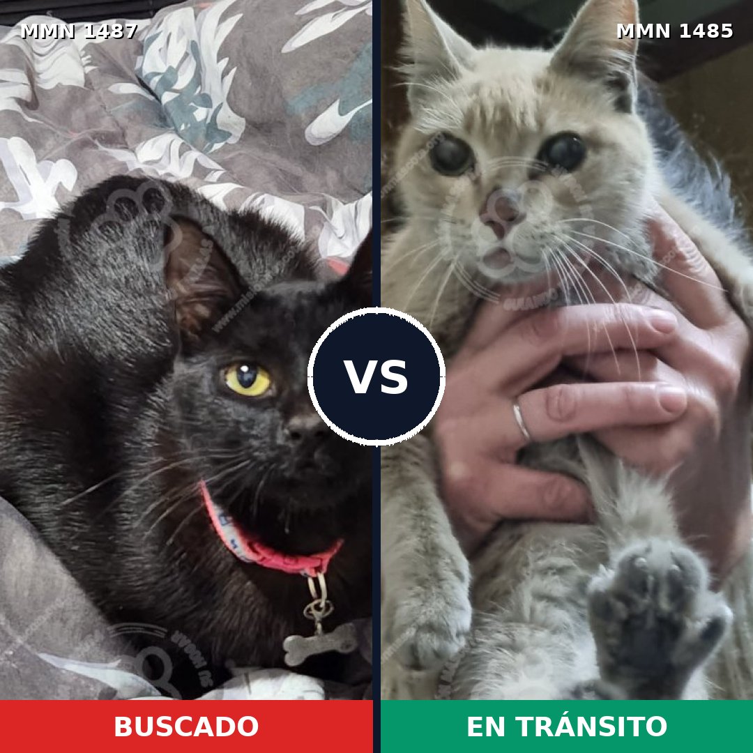 Comparativa MMS 26162: mascota perdida y mascota encontrada, 44% de similitud