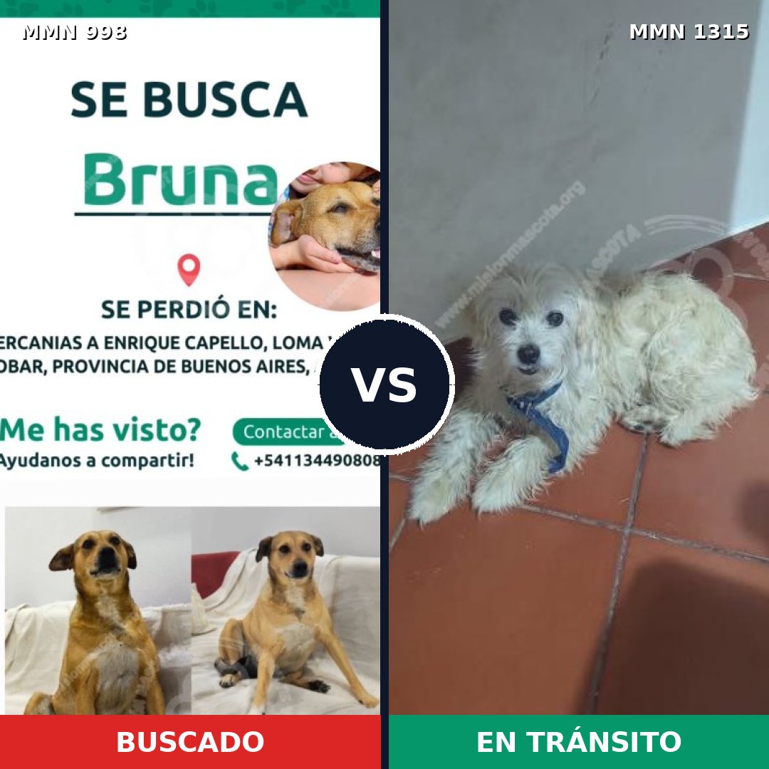 Comparativa MMS 26166: mascota perdida y mascota encontrada, 30% de similitud