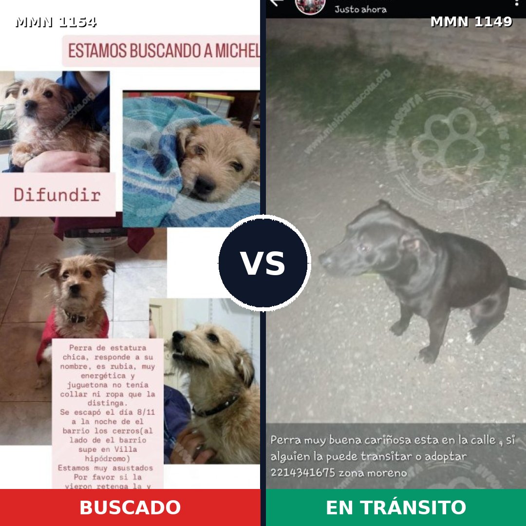 Comparativa MMS 26167: mascota perdida y mascota encontrada, 38% de similitud