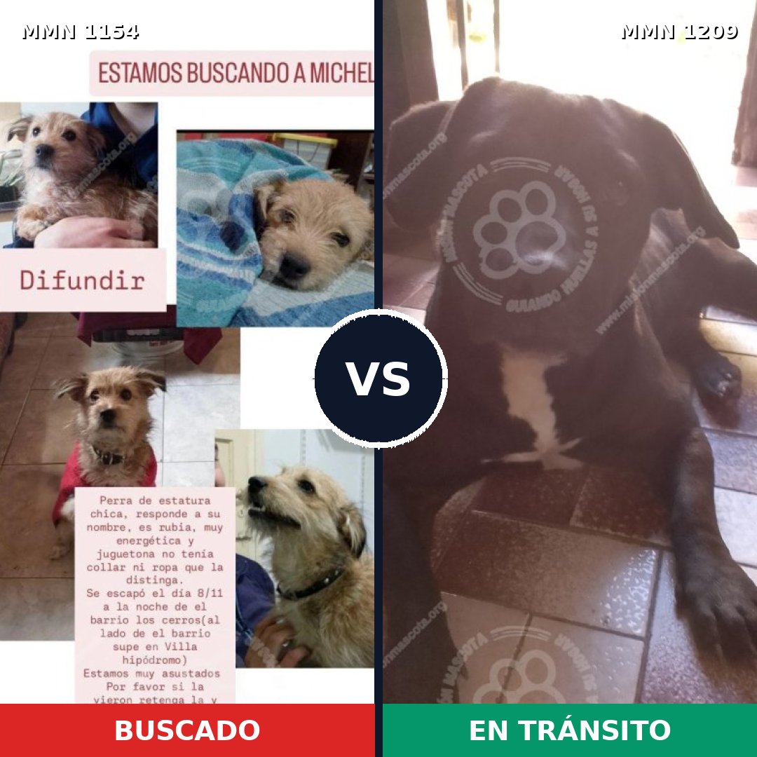 Comparativa MMS 26169: mascota perdida y mascota encontrada, 33% de similitud