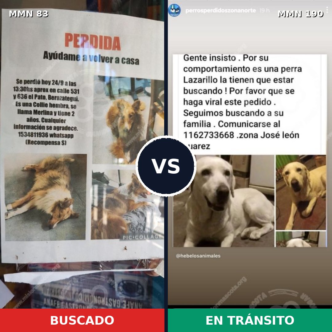 Comparativa MMS 2617: mascota perdida y mascota encontrada, 62% de similitud
