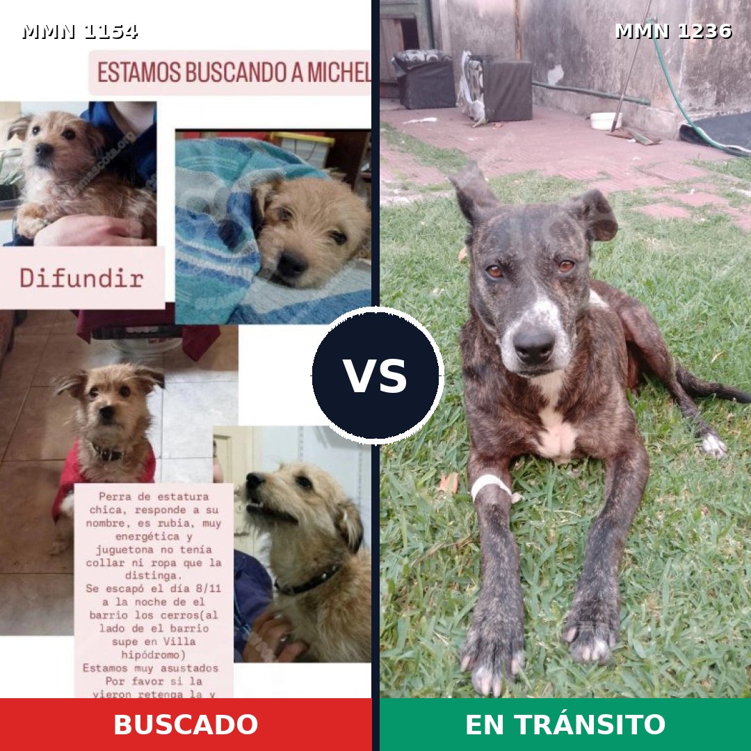 Comparativa MMS 26170: mascota perdida y mascota encontrada, 27% de similitud