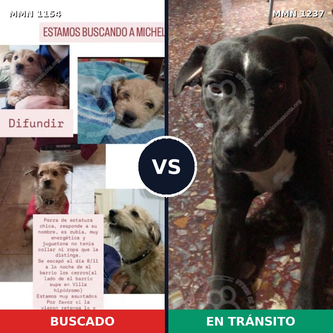 Comparativa MMS 26171: mascota perdida y mascota encontrada, 35% de similitud