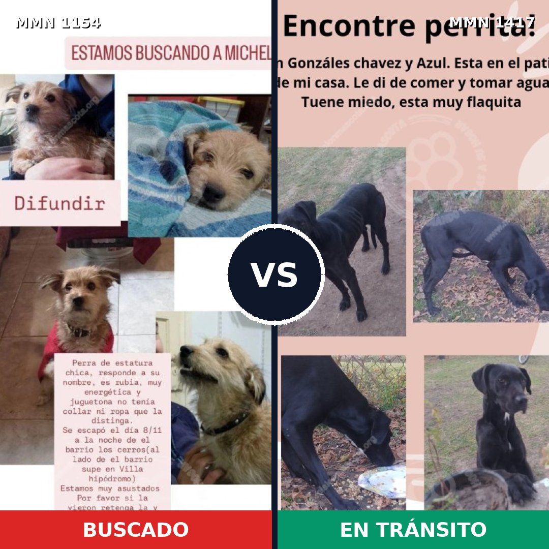 Comparativa MMS 26176: mascota perdida y mascota encontrada, 42% de similitud