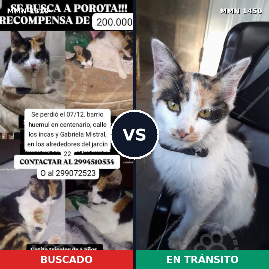 Comparativa MMS 26177: mascota perdida y mascota encontrada, 58% de similitud
