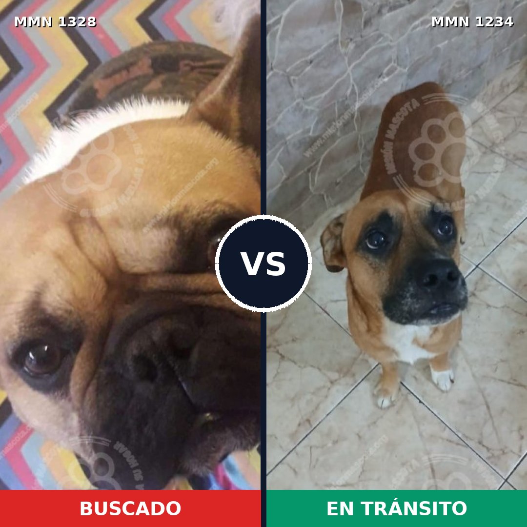 Comparativa MMS 26178: mascota perdida y mascota encontrada, 35% de similitud
