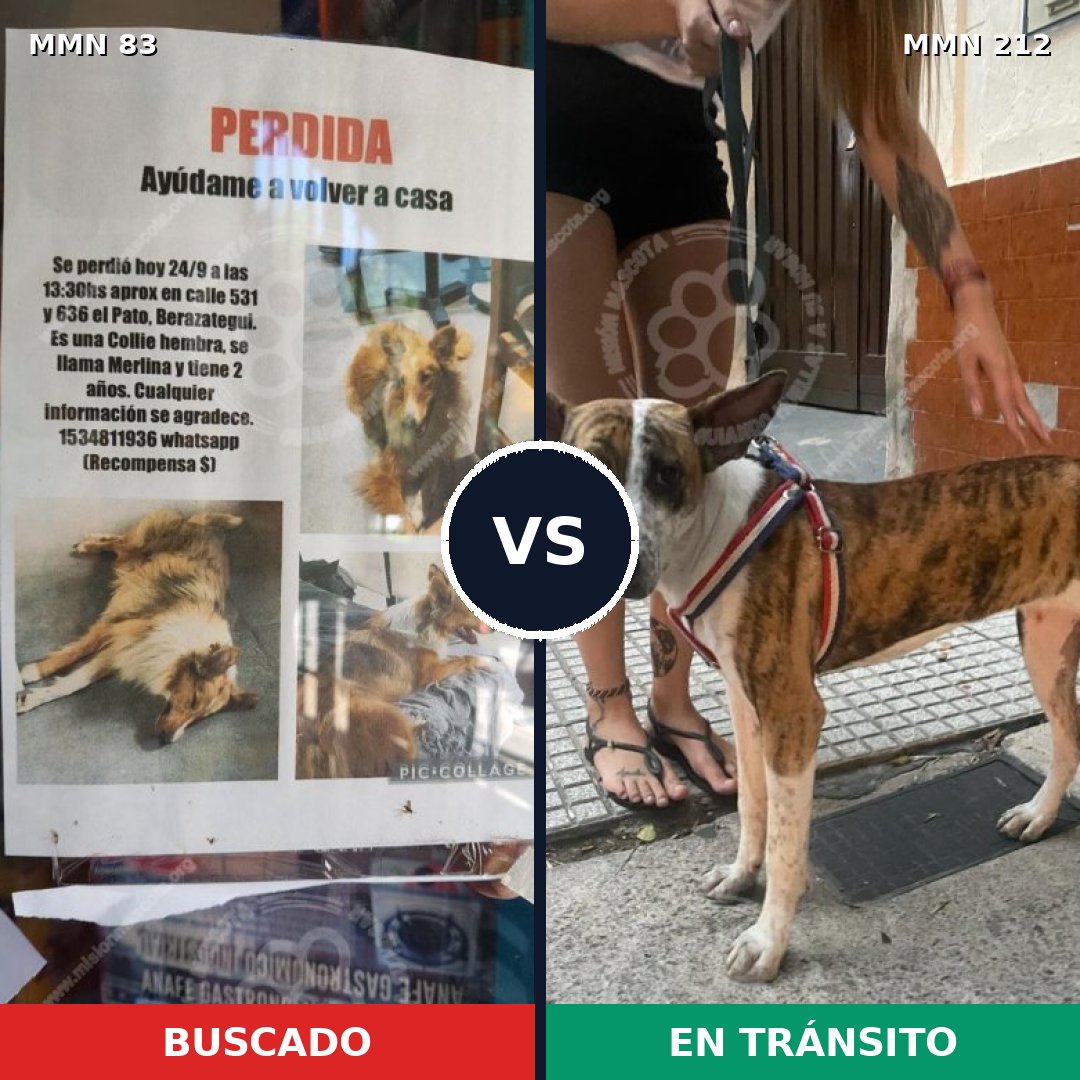 Comparativa MMS 2618: mascota perdida y mascota encontrada, 43% de similitud