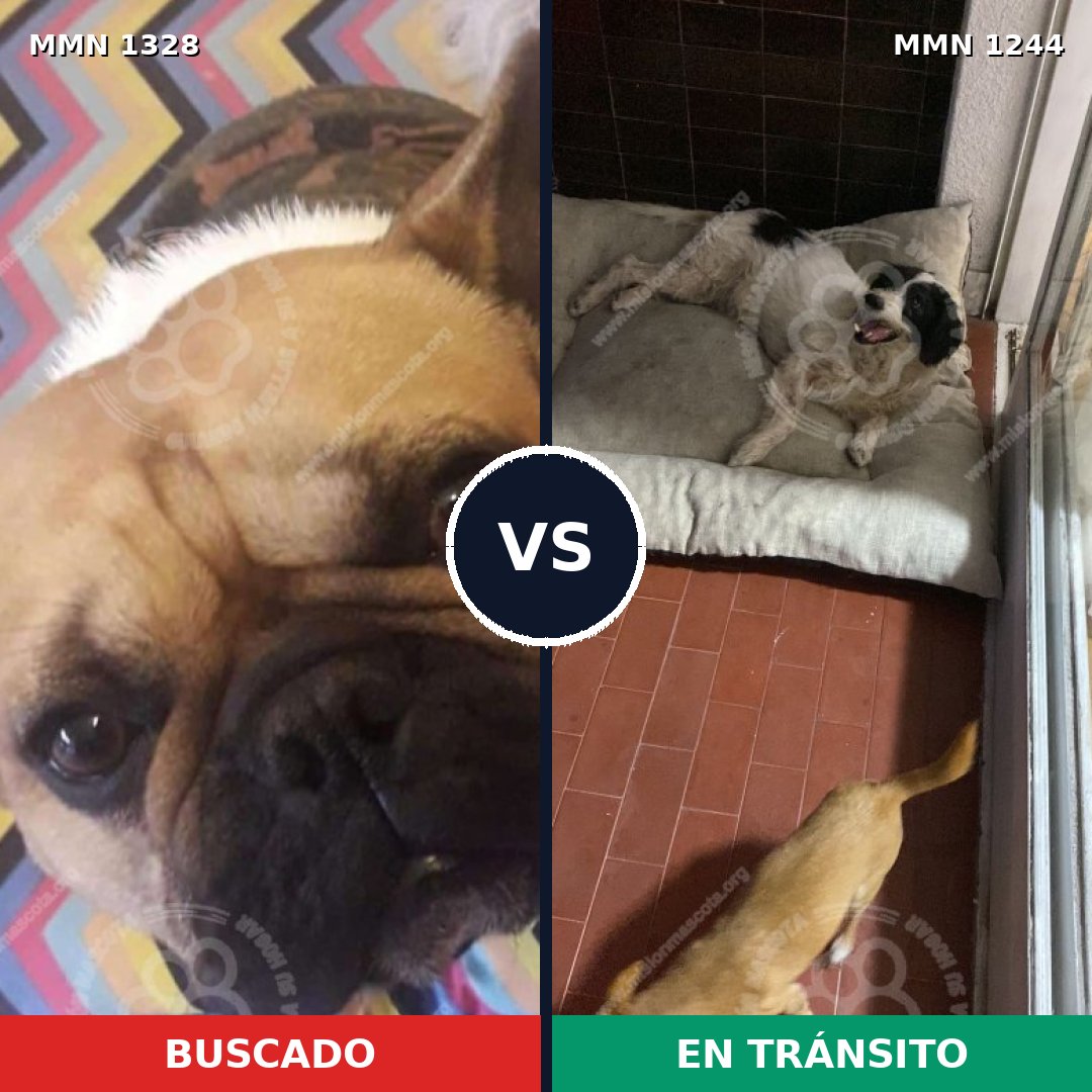 Comparativa MMS 26180: mascota perdida y mascota encontrada, 47% de similitud