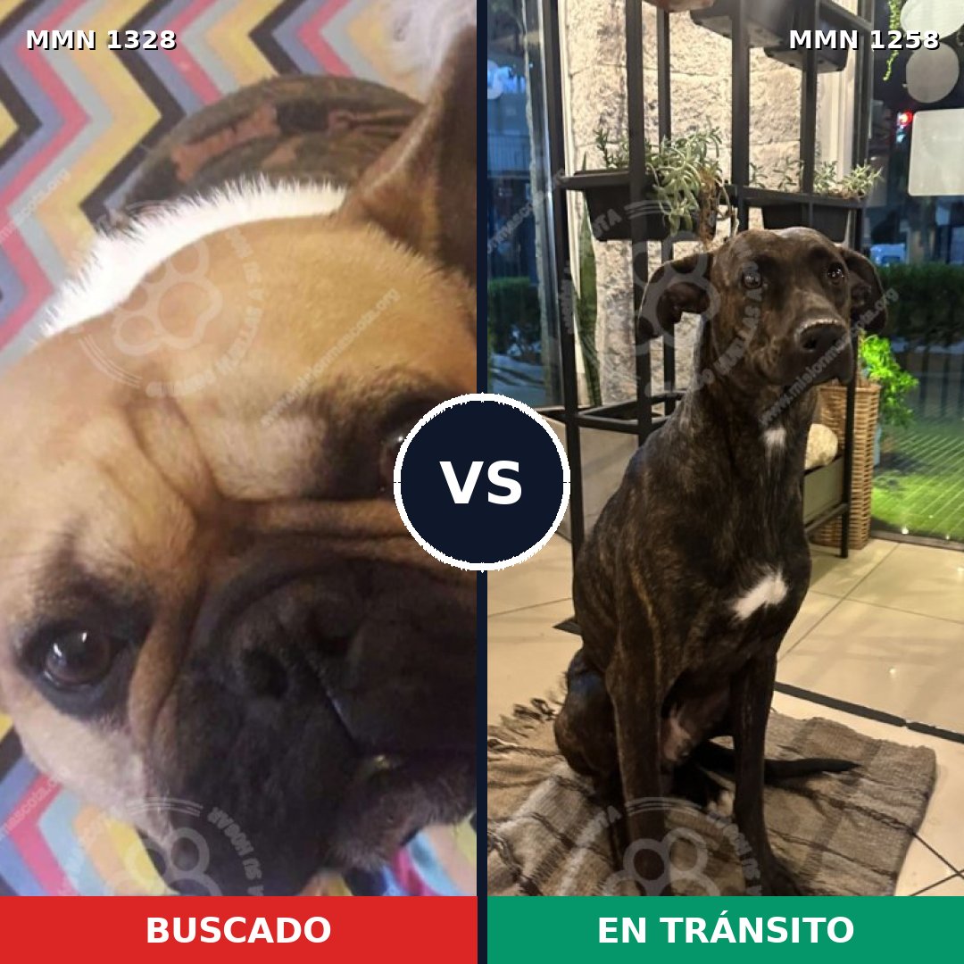 Comparativa MMS 26181: mascota perdida y mascota encontrada, 50% de similitud