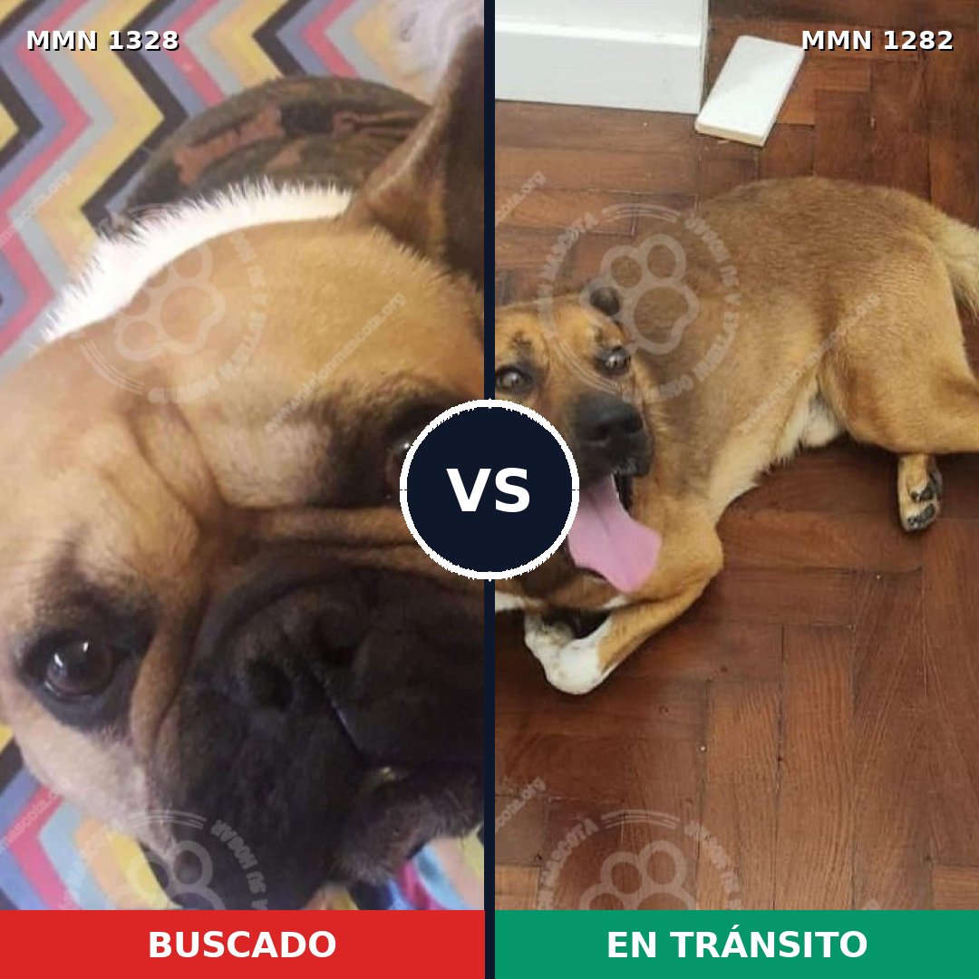 Comparativa MMS 26183: mascota perdida y mascota encontrada, 57% de similitud